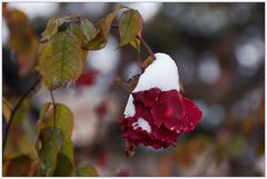 "Schnee - Rose"