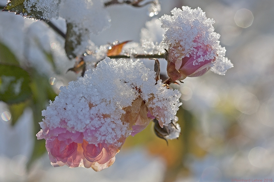 Schnee-Rosen