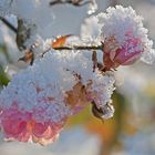 Schnee-Rosen