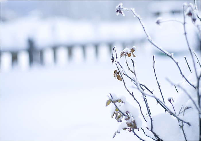 schnee-rosen