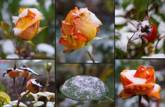 Schnee-Rosen