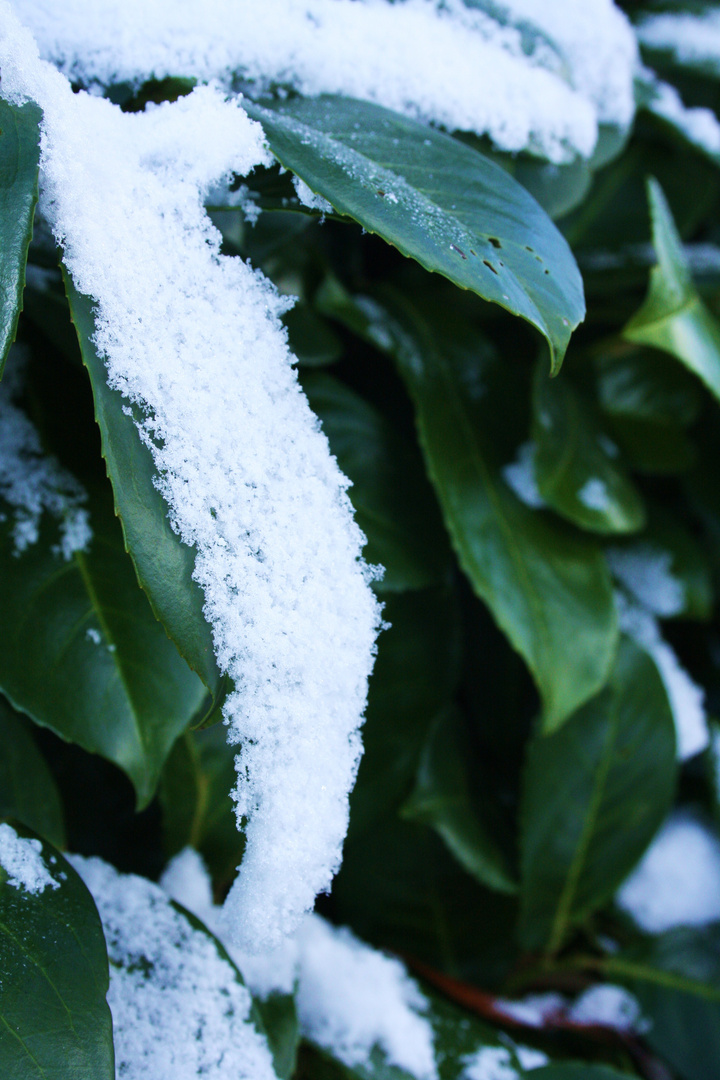 Schnee rutscht vom Blatt