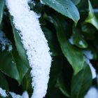 Schnee rutscht vom Blatt