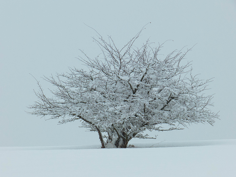 Schnee satt!