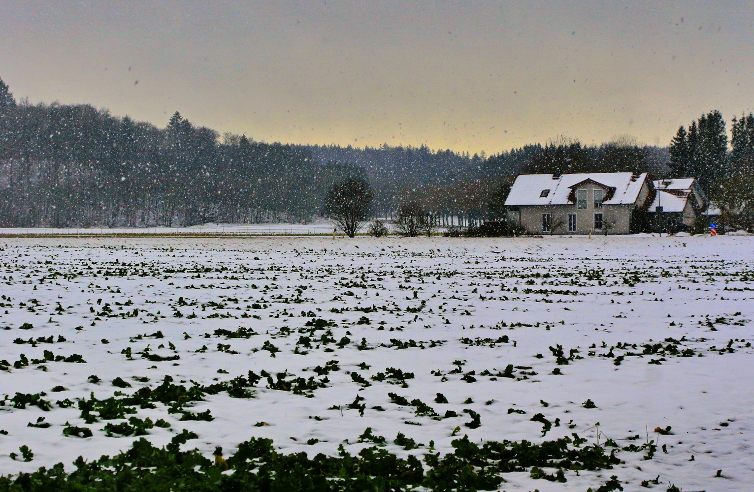 Schnee-Sauwetter