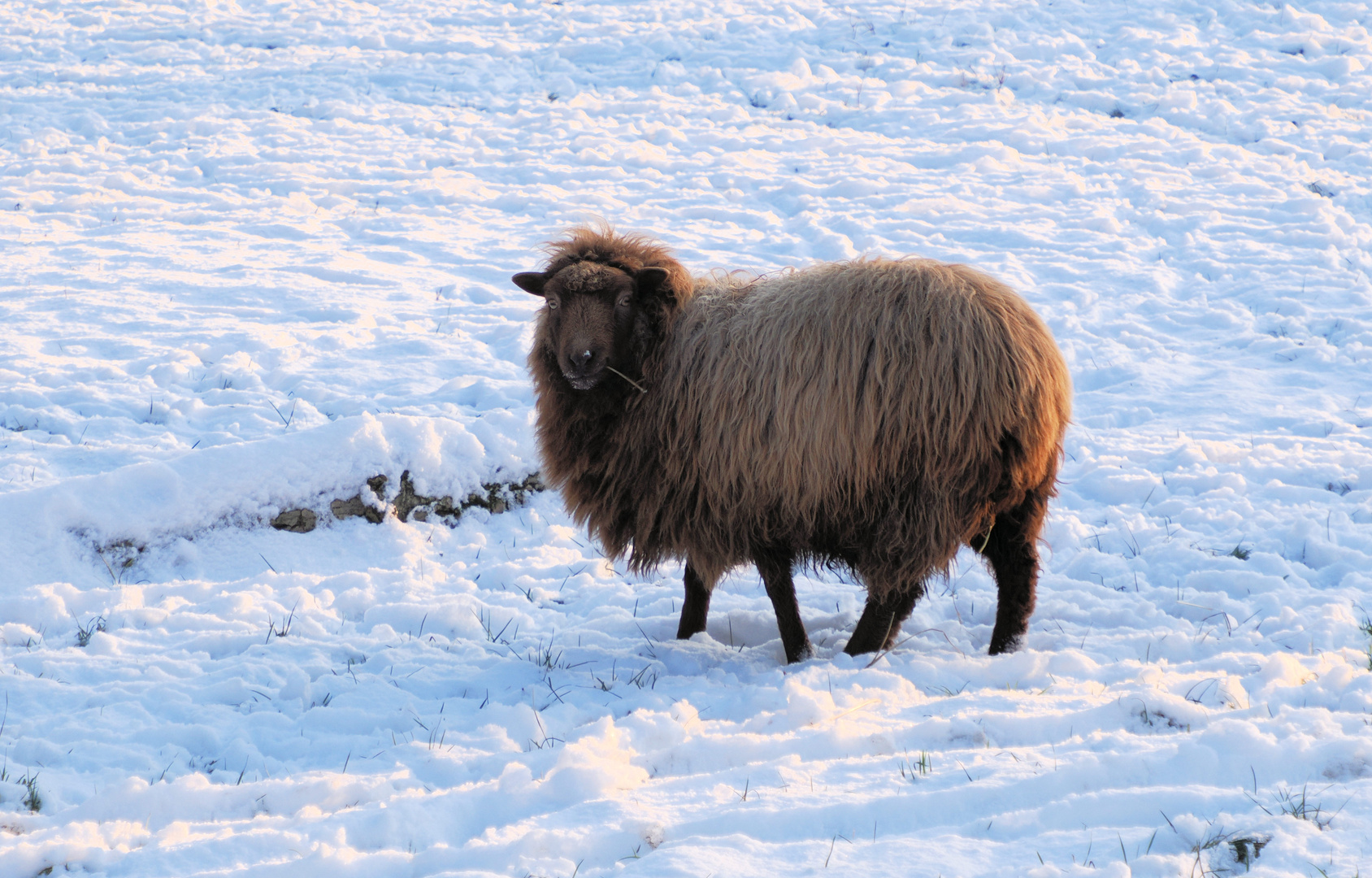 Schnee Schäfchen …