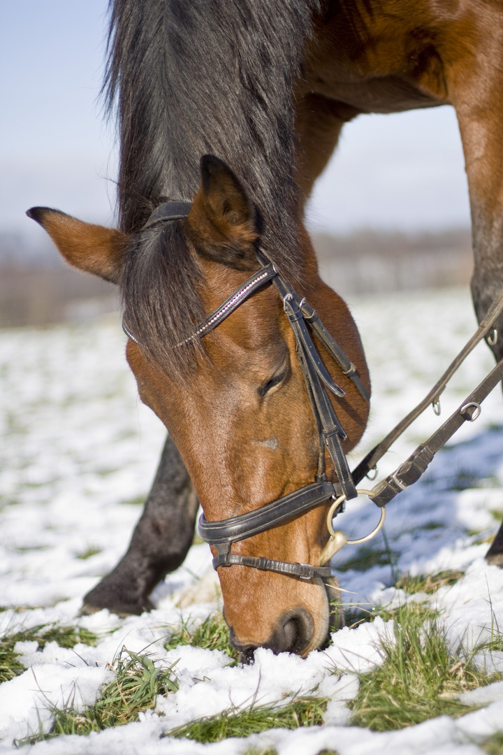 Schnee schieben und Gras zupfen...