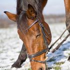 Schnee schieben und Gras zupfen...