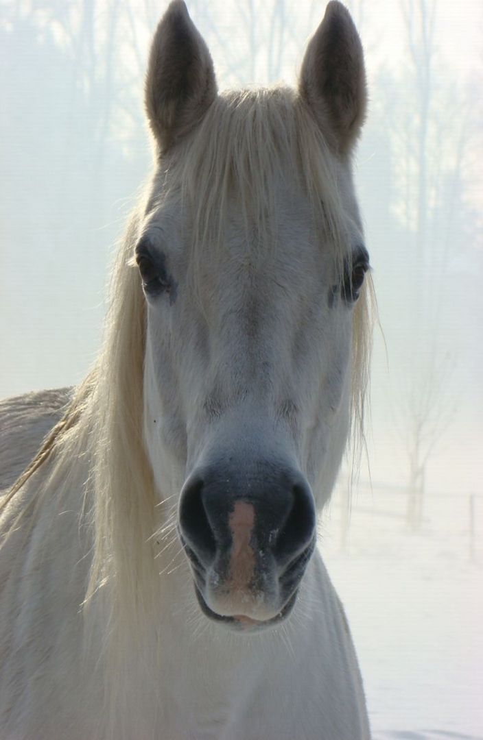 Schnee-Schimmel