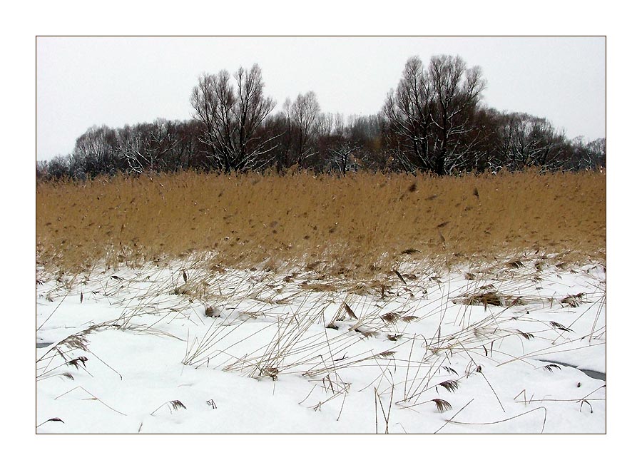 Schnee-Schlif-Bäume