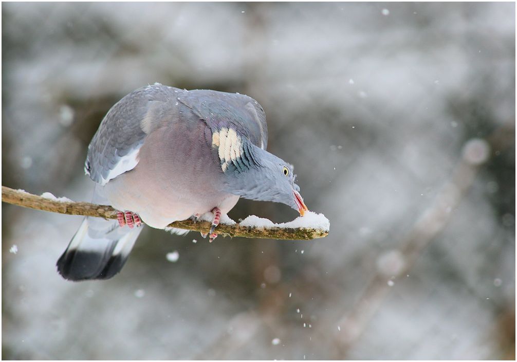 schnee schmeckt...