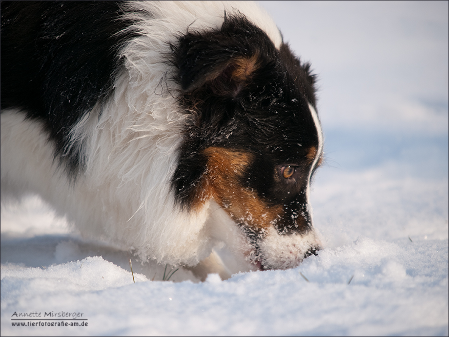 Schnee schmeckt auch gut!