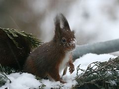 Schnee-Schnäuzchen