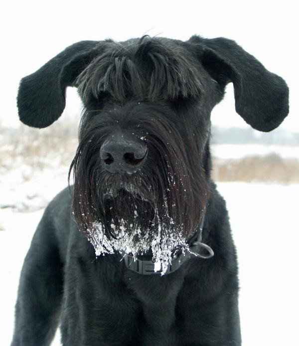 Schnee-Schnauzi Olli