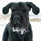 Schnee-Schnauzi Olli