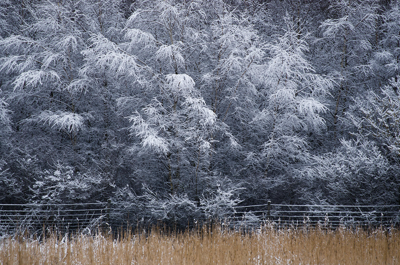 Schnee, Schnee, Schnee...