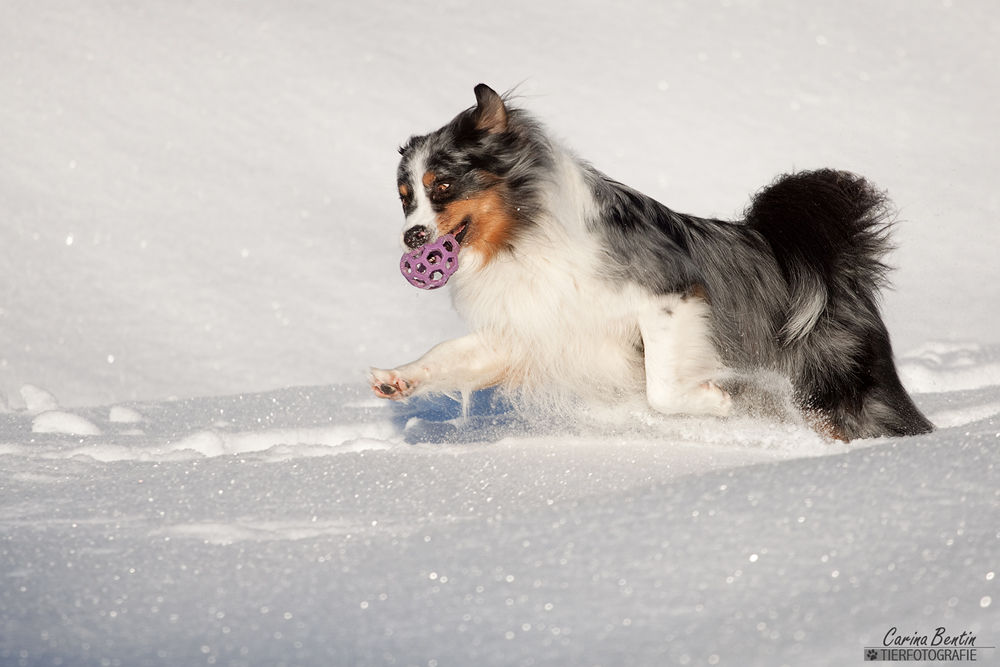 Schnee, Schnee, Schnee