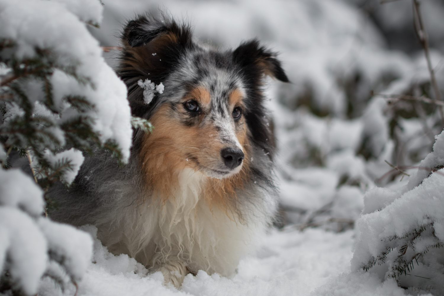 Schnee, Schnee, Schnee und Ellie