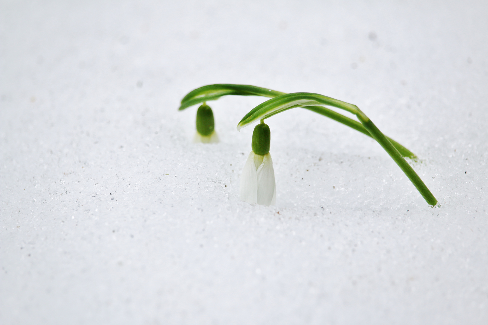 SCHNEE- Schneeglöckchen