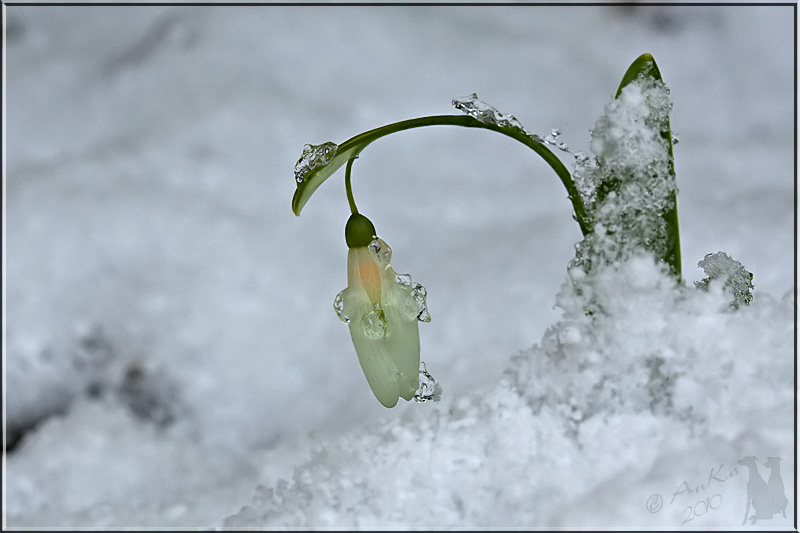 Schnee-Schneeglöckchen