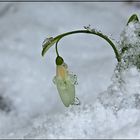 Schnee-Schneeglöckchen