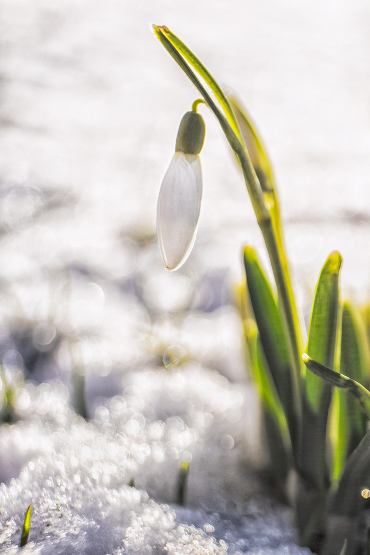 Schnee Schneeglöckchen II