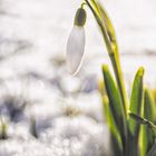 Schnee Schneeglöckchen II