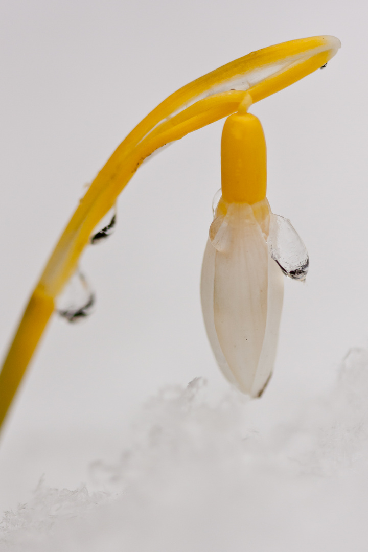 Schnee-Schneeglöcken