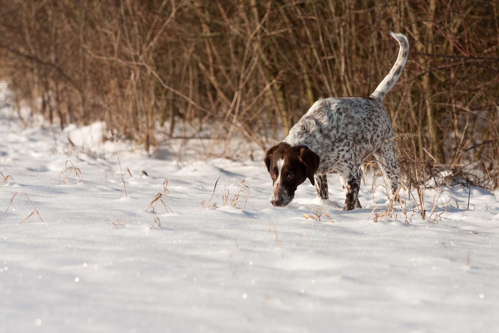 Schnee-Schnüffler