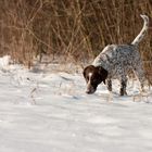 Schnee-Schnüffler