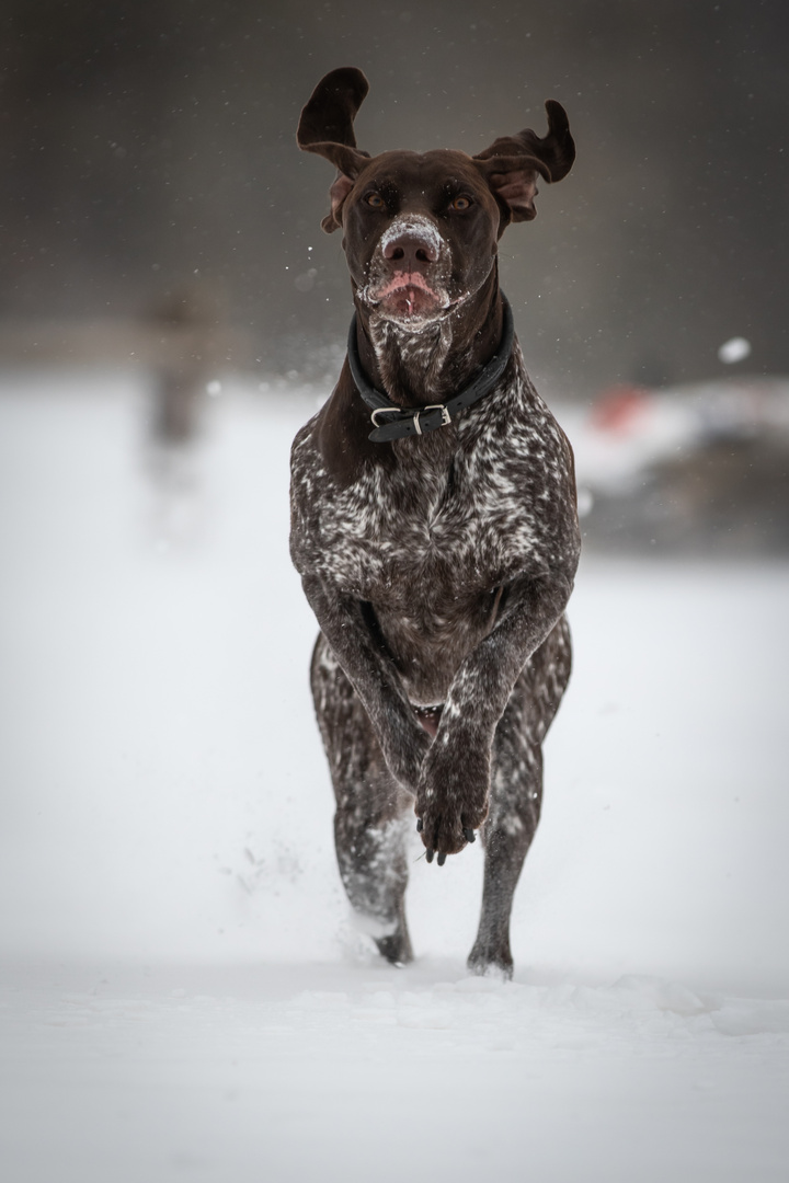 Schnee-Schnute