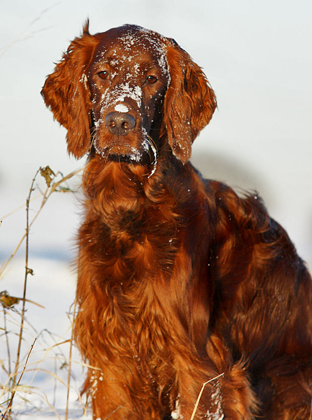 Schnee-Setter