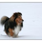 Schnee-Sheltie