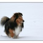 Schnee-Sheltie