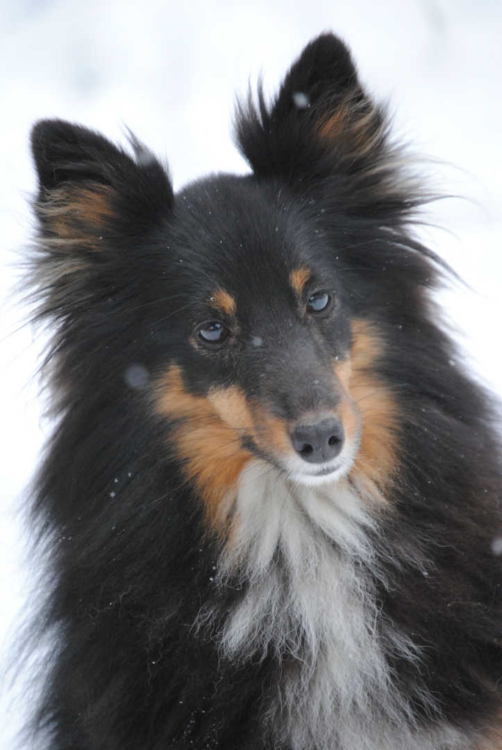 Schnee-Sheltie