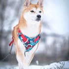 Schnee-Shiba ;)