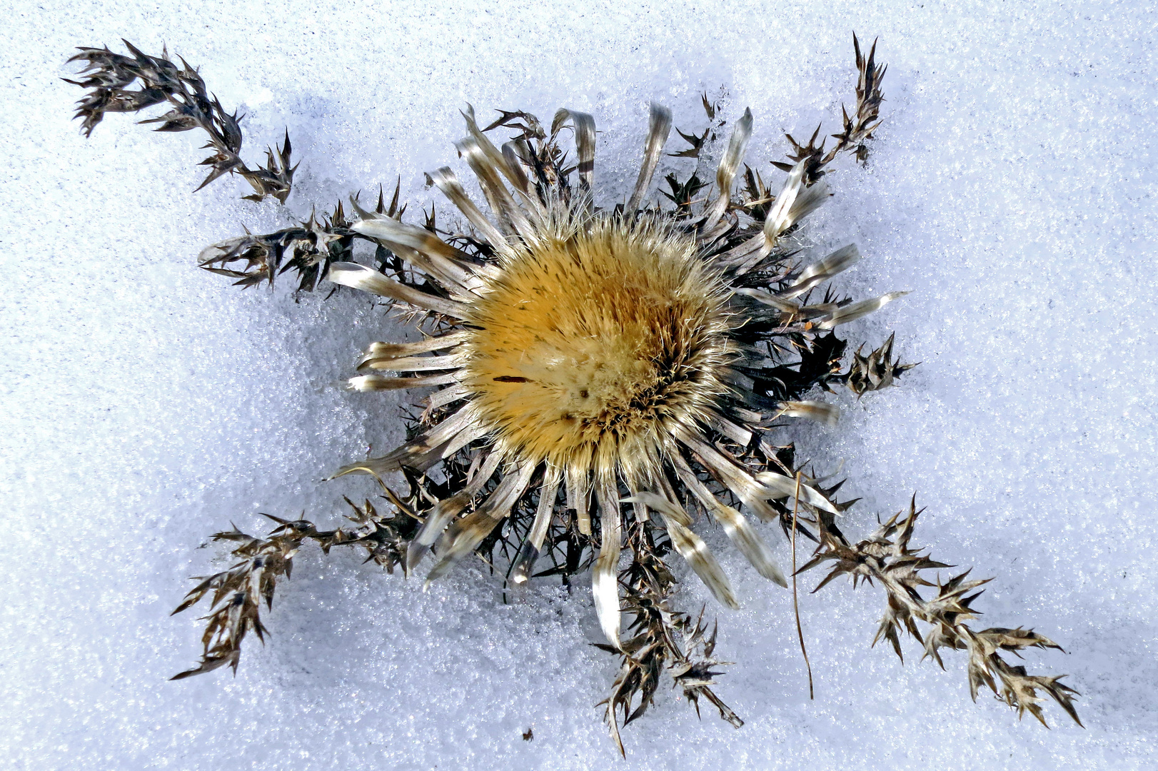 Schnee-Silberdistel