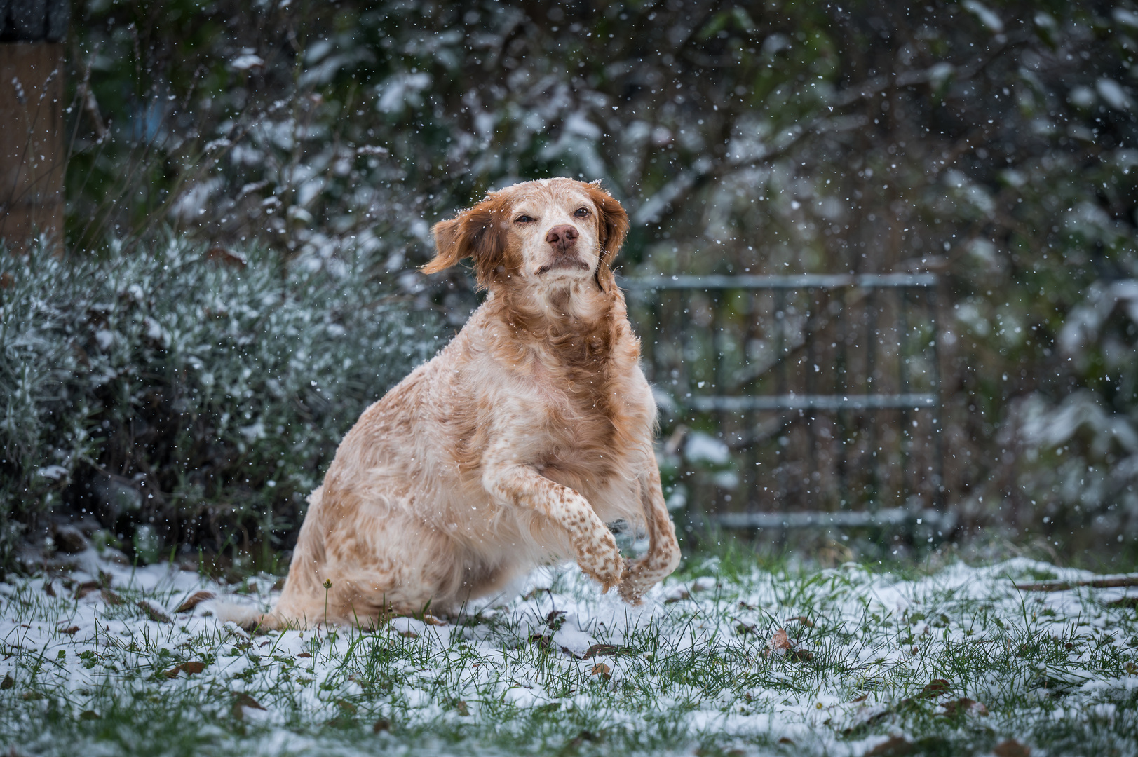 Schnee - Snow