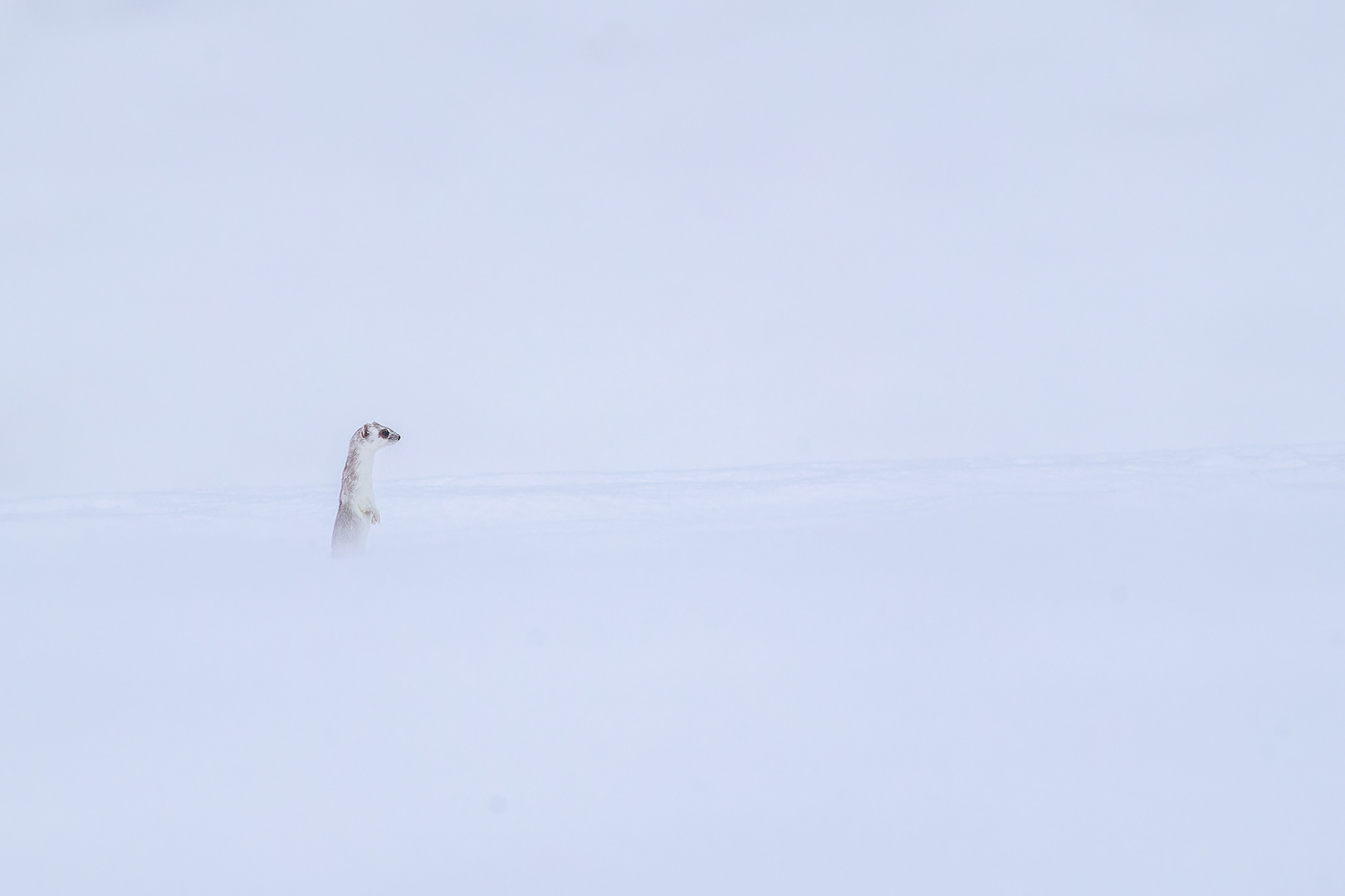 Schnee so weit das Hermelinauge reicht