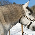 Schnee, Sonne, blauer Himmel und ein schönes Pferd...