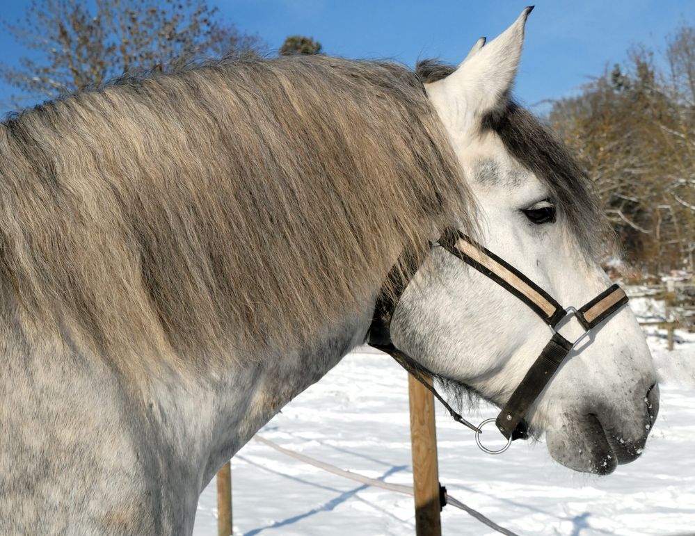 Schnee, Sonne, blauer Himmel und ein schönes Pferd...