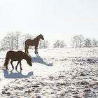 Schnee, Sonne, Friesen...