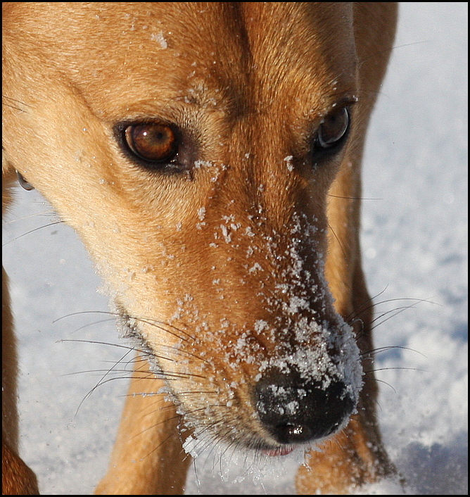 Schnee, Sonne und Schnauze