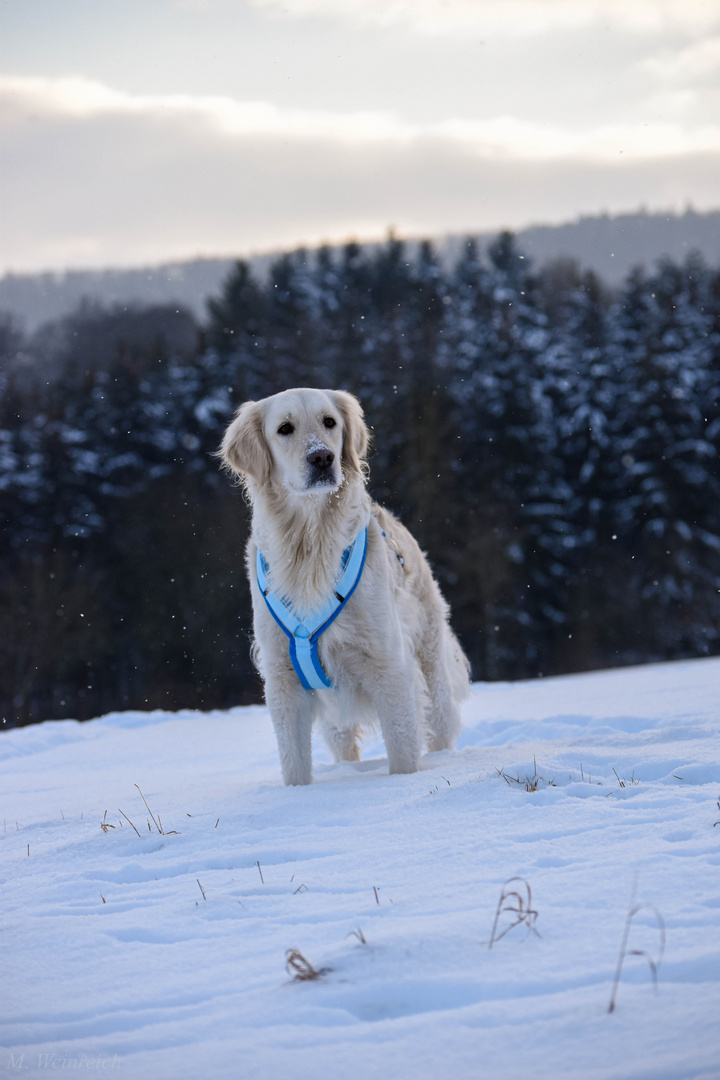 Schnee Spaziergang mit meinem Hund 