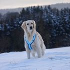 Schnee Spaziergang mit meinem Hund 