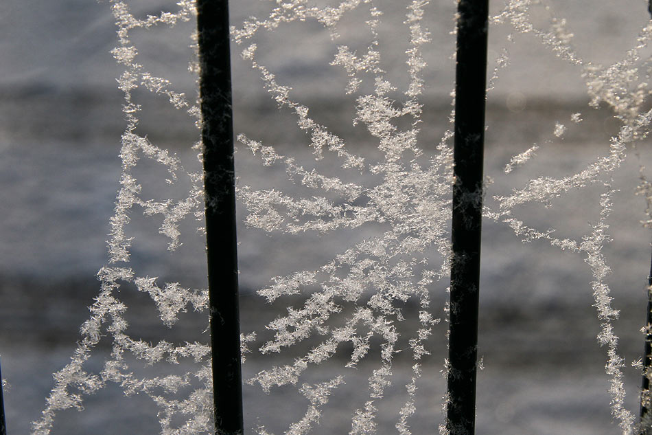 Schnee Spinnennetz