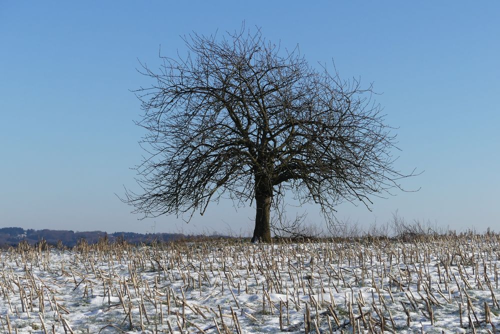 Schnee statt Friseur