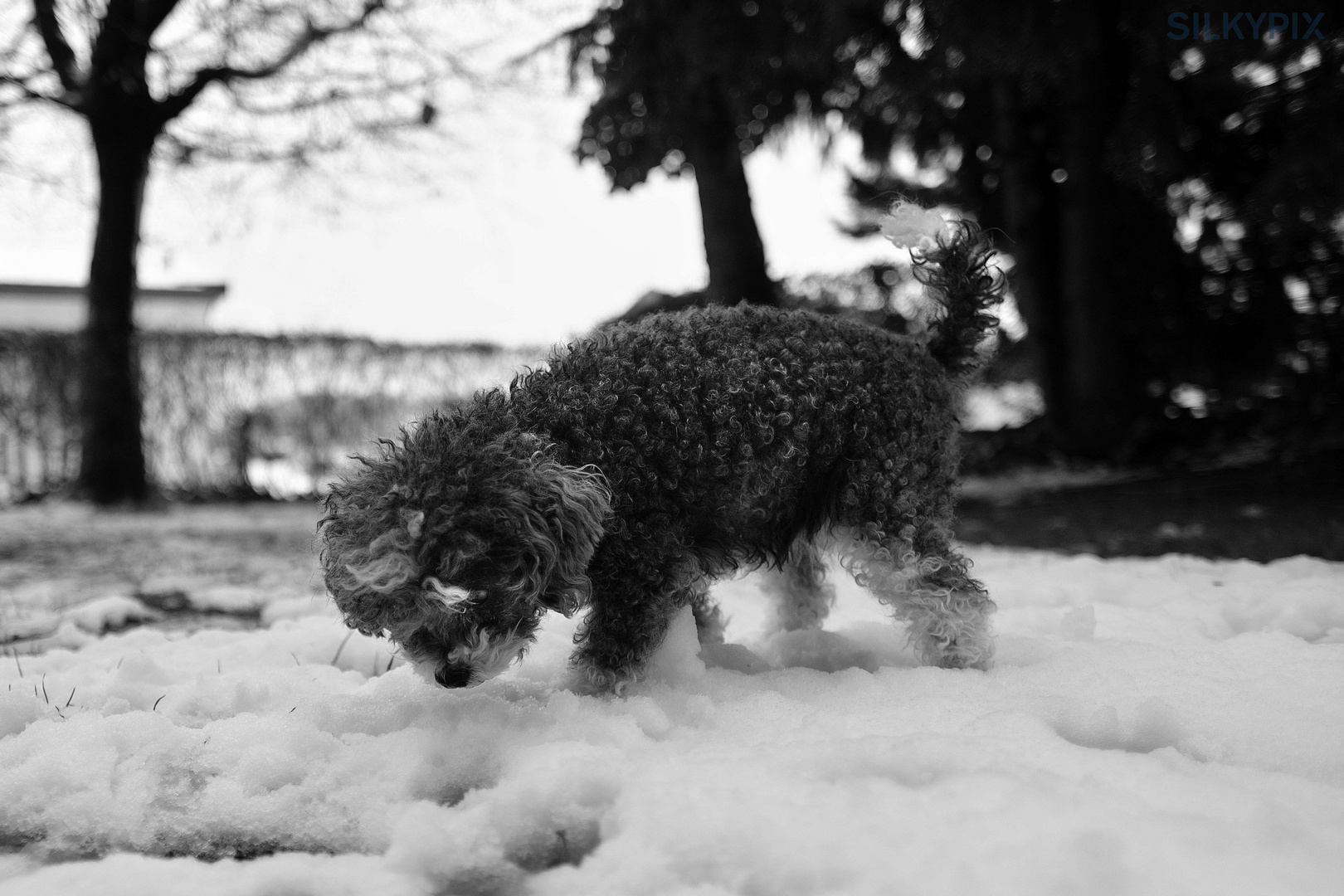 Schnee.. stöbern