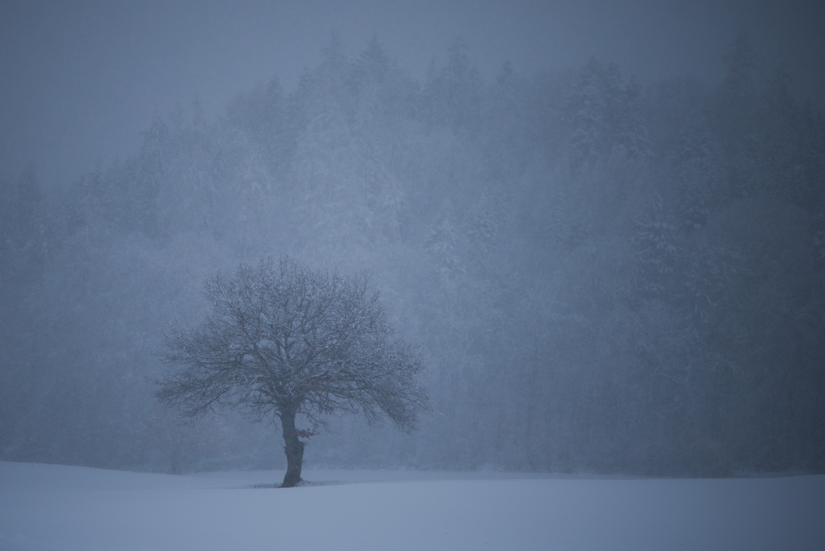 Schnee Sturm Baum