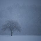 Schnee Sturm Baum